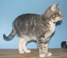 another picture of Crissie, a Domestic Short Hair gray classic tabby/white