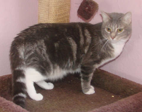 picture of Crissie, a Domestic Short Hair gray classic tabby/white