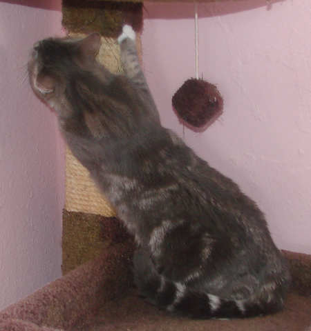 picture of Crissie, a Domestic Short Hair gray classic tabby/white