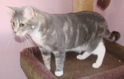 picture of Crissie, a Domestic Short Hair gray classic tabby/white