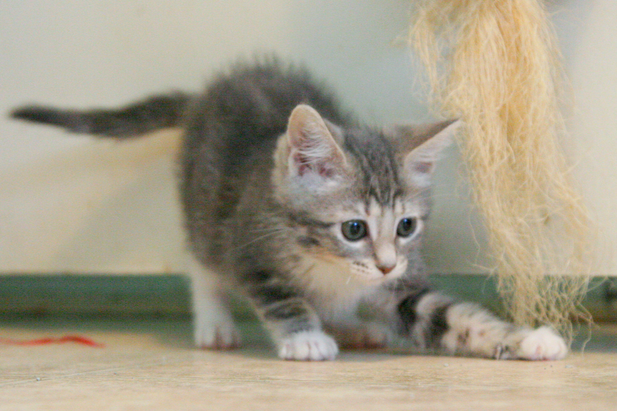picture of Crissie, a Domestic Short Hair gray classic tabby/white