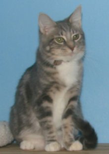 picture of Crissie, a Domestic Short Hair gray classic tabby/white