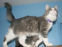 another picture of Cookie, a Domestic Medium Hair gray/white