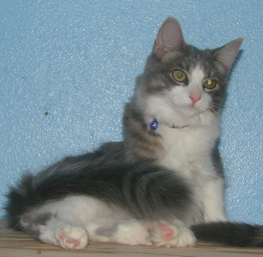 picture of Cookie, a Domestic Medium Hair gray/white