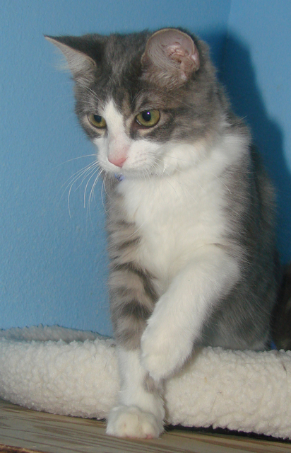 picture of Cookie, a Domestic Medium Hair gray/white