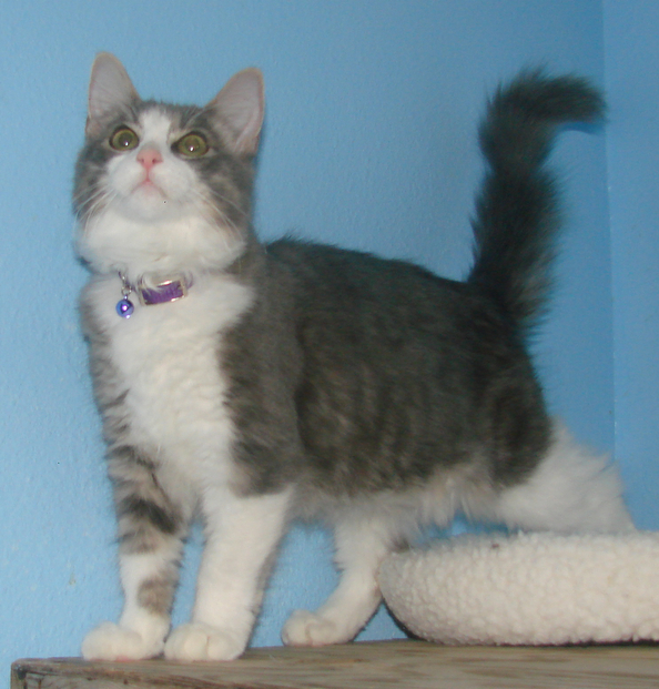 picture of Cookie, a Domestic Medium Hair gray/white