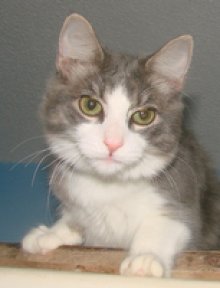 picture of Cookie, a Domestic Medium Hair gray/white