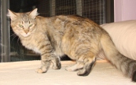 picture of #NS02790: Jade