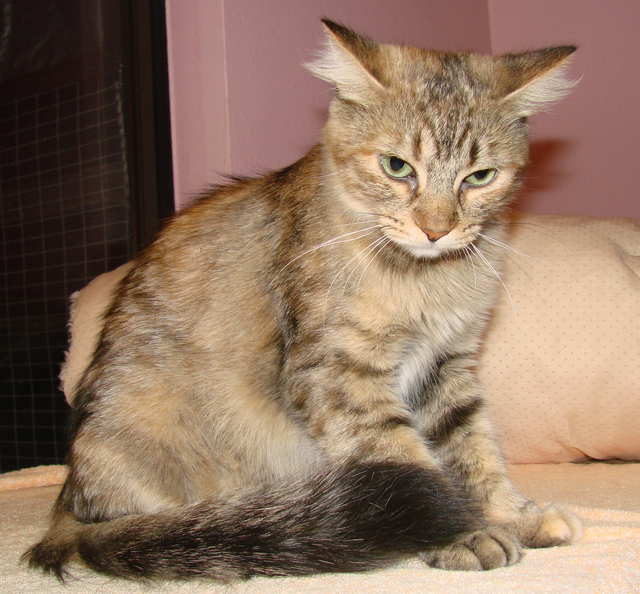 picture of Jade, a Domestic Medium Hair tortoise-shell tabby