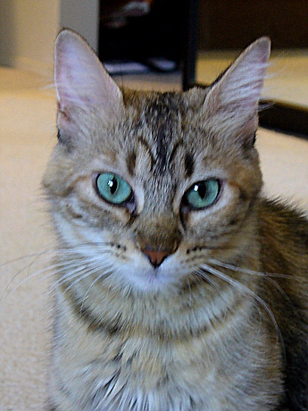 picture of Jade, a Domestic Medium Hair tortoise-shell tabby