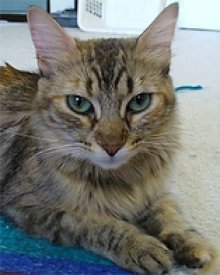 picture of Jade, a Domestic Medium Hair tortoise-shell tabby