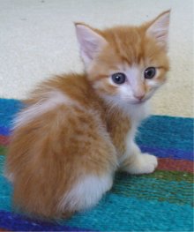 another picture of , a Domestic Short Hair orange/white