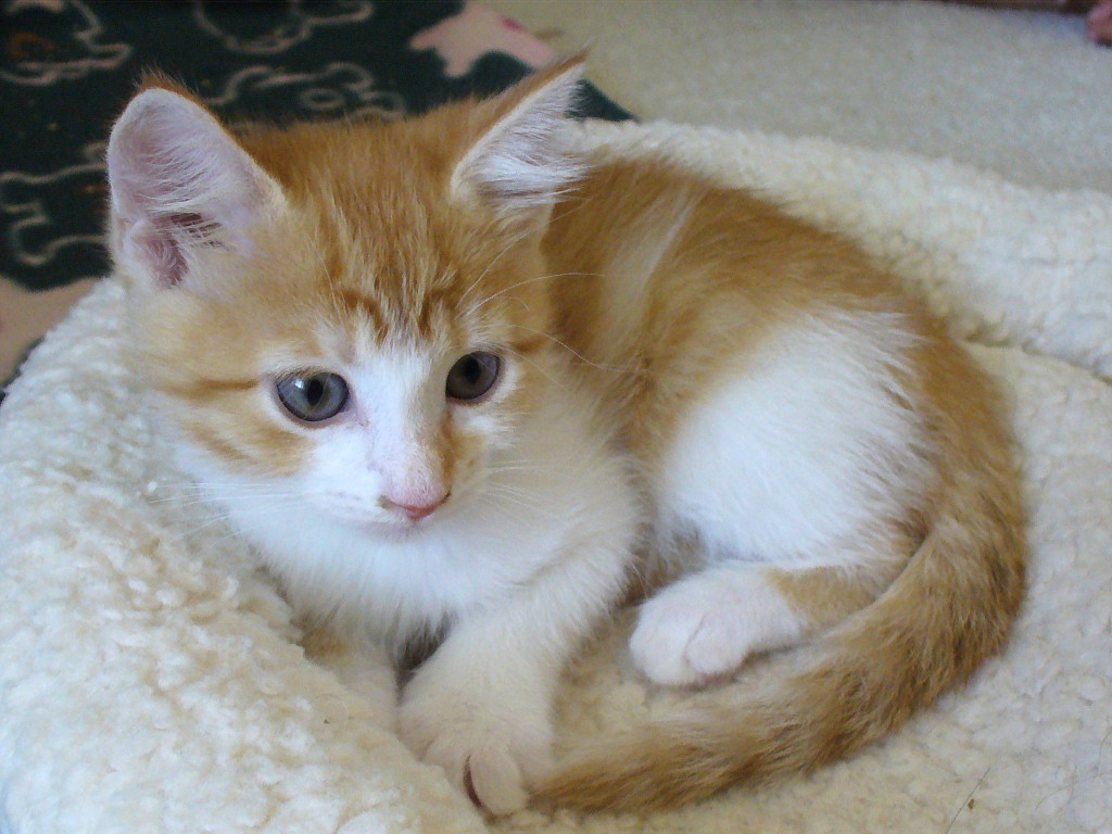 picture of , a Domestic Short Hair orange/white