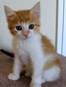 picture of , a Domestic Short Hair orange/white