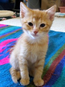 another picture of , a Domestic Medium Hair orange