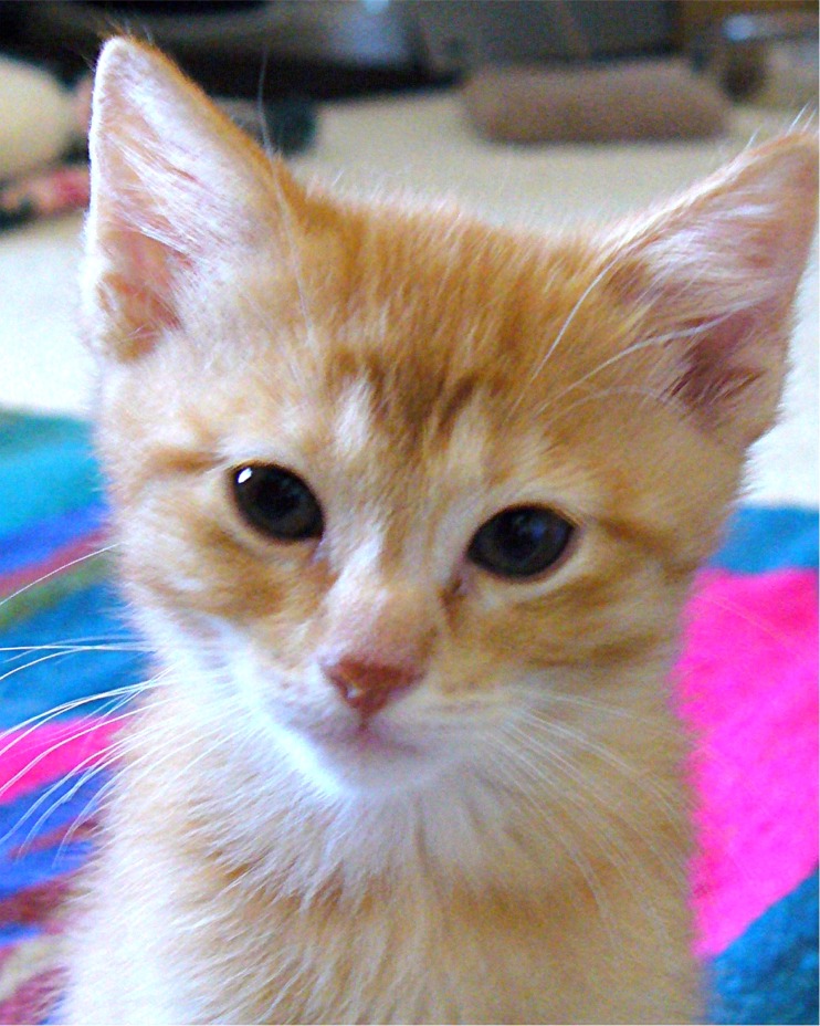 picture of , a Domestic Medium Hair orange
