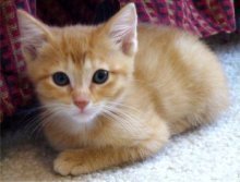 picture of , a Domestic Medium Hair orange
