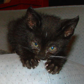 picture of Andre, a Domestic Short Hair black