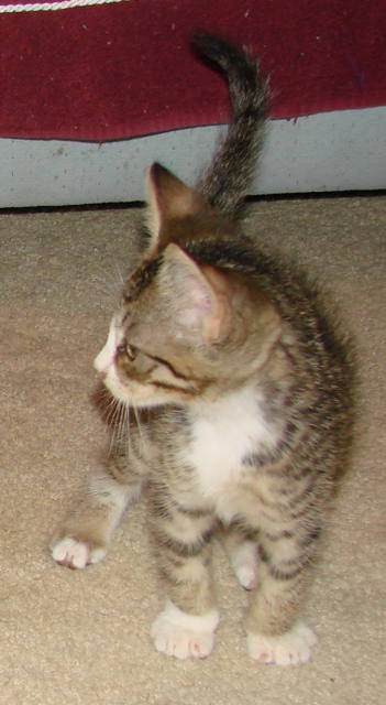 picture of Anthony, a Domestic Short Hair brown mackeral tabby/white