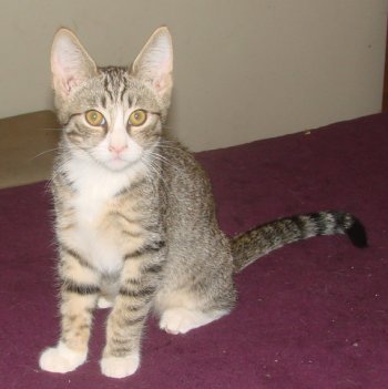 picture of Anthony, a Domestic Short Hair brown mackeral tabby/white