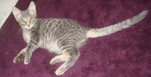 another picture of Andrew, a Domestic Short Hair gray tabby