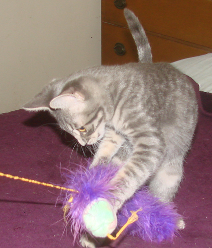picture of Andrew, a Domestic Short Hair gray tabby