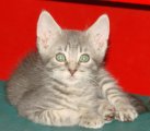 picture of Andrew, a Domestic Short Hair gray tabby