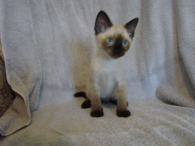 picture of Suresh, a Siamese/Domestic Short Hair-x sealpoint