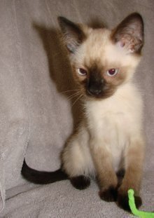 picture of Suresh, a Siamese/Domestic Short Hair-x sealpoint