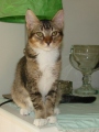 picture of #NS02803: Sam