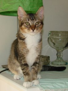 another picture of Sam, a Abyssinian/Domestic Short Hair-x tabby
