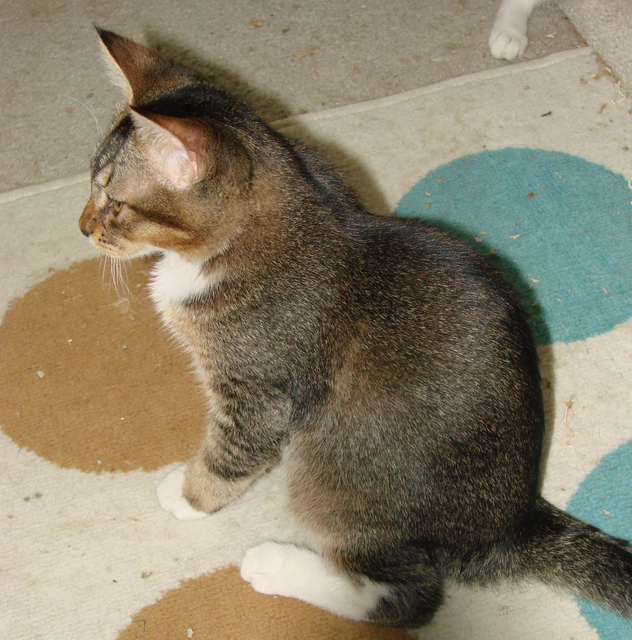 picture of Sam, a Abyssinian/Domestic Short Hair-x tabby