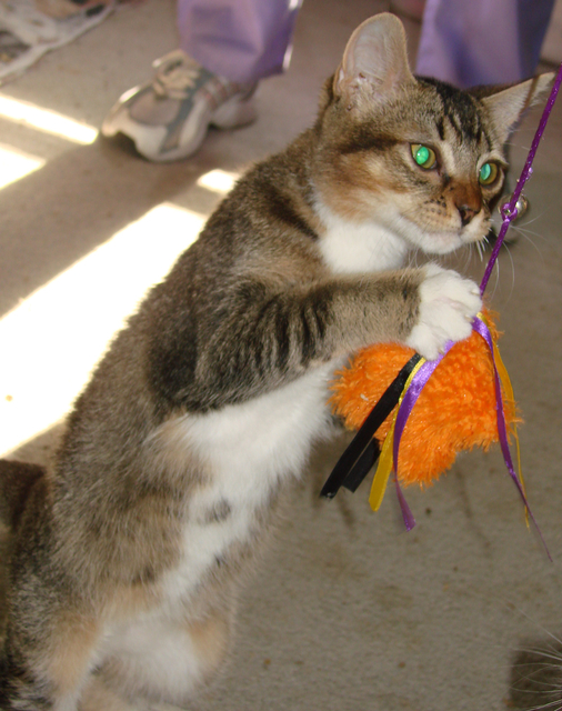 picture of Sam, a Abyssinian/Domestic Short Hair-x tabby