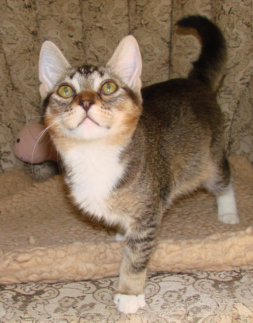 picture of Sam, a Abyssinian/Domestic Short Hair-x tabby
