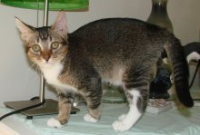 picture of Sam, a Abyssinian/Domestic Short Hair-x tabby