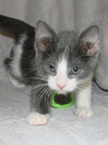picture of Darnell, a Domestic Short Hair gray/white