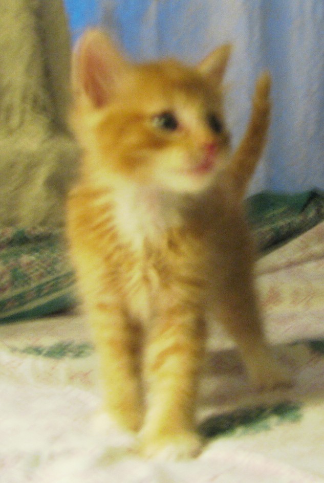 picture of Cheetoh, a Domestic Short Hair orange/white