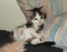 picture of #NS02808: Moo cat