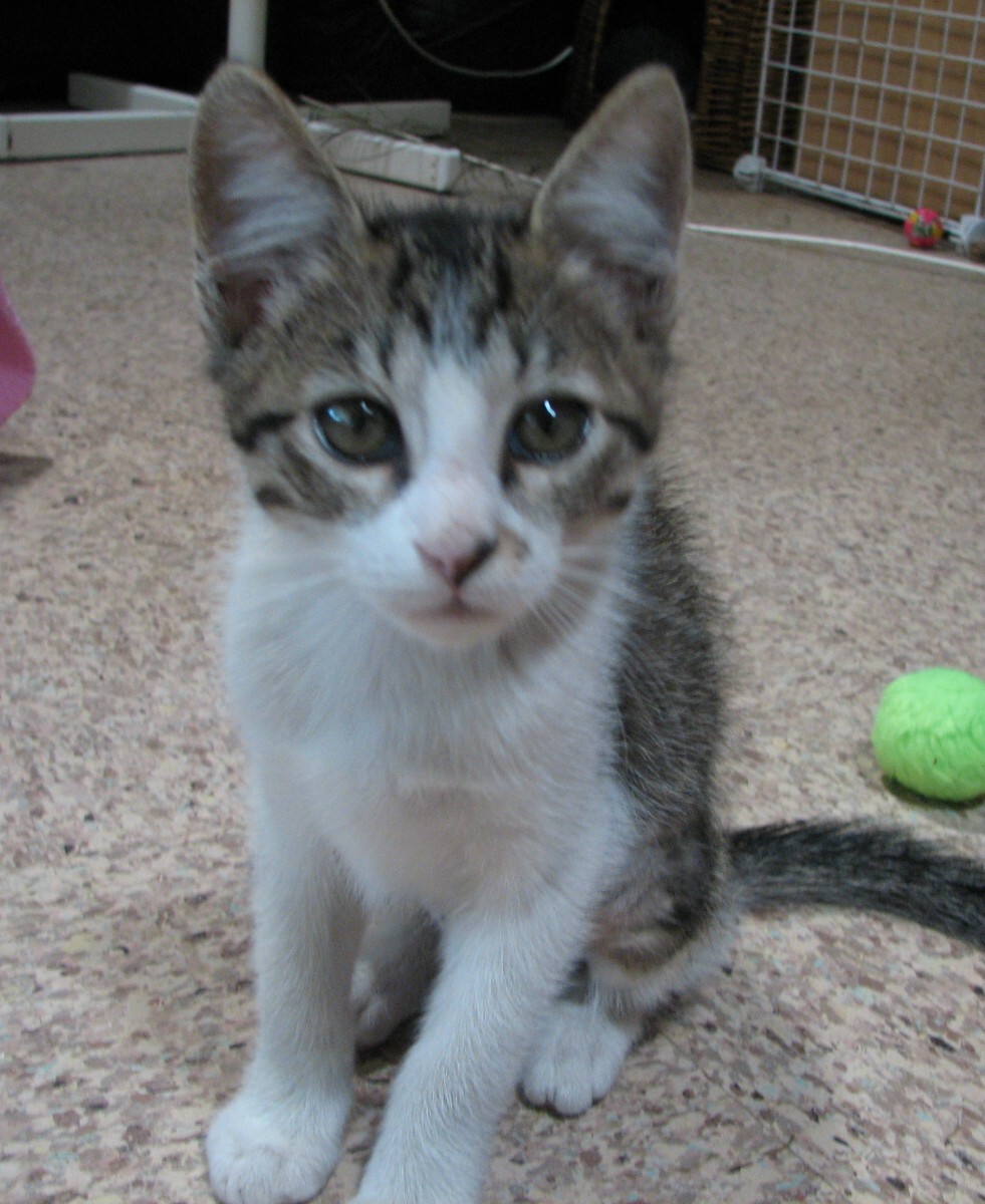 picture of Lucy, a Domestic Short Hair brown tabby/white