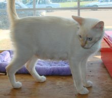 another picture of Janie, a Siamese/Domestic Short Hair-x flamepoint