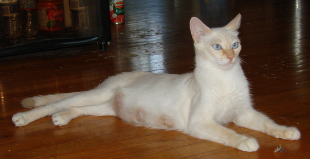picture of Janie, a Siamese/Domestic Short Hair-x flamepoint