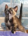 picture of #NS02819: Amelia