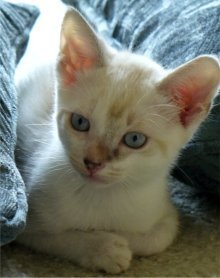 picture of Casper, a Siamese/Domestic Short Hair-x bluepoint
