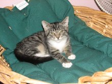 another picture of Special Delivery, a Domestic Short Hair tabby/white