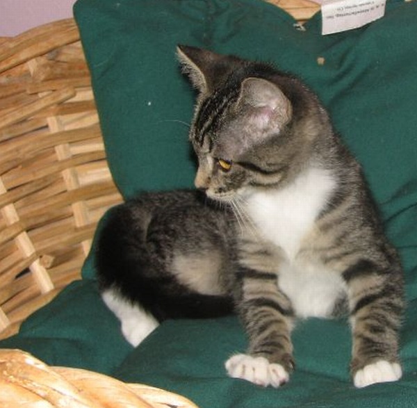 picture of Special Delivery, a Domestic Short Hair tabby/white