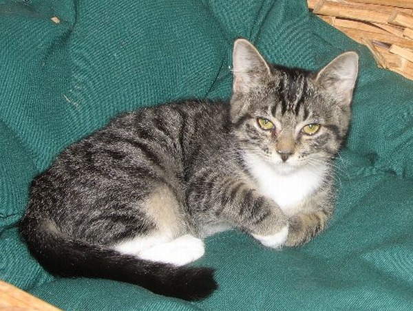 picture of Special Delivery, a Domestic Short Hair tabby/white