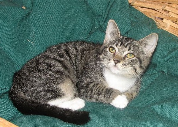 picture of Special Delivery, a Domestic Short Hair tabby/white