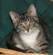 picture of Special Delivery, a Domestic Short Hair tabby/white