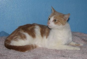 another picture of Frankie, a Domestic Short Hair orange/white