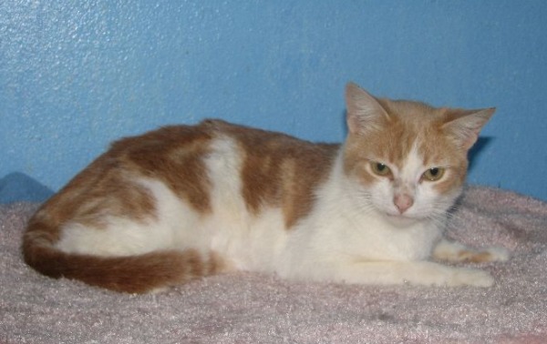 picture of Frankie, a Domestic Short Hair orange/white